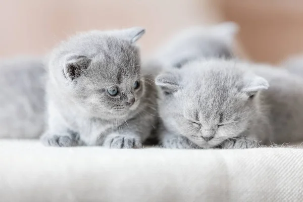 Две милые британские короткошерстные кошки . — стоковое фото
