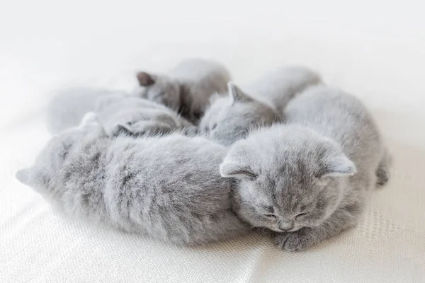Śpiące małe koty w grupie. — Zdjęcie stockowe