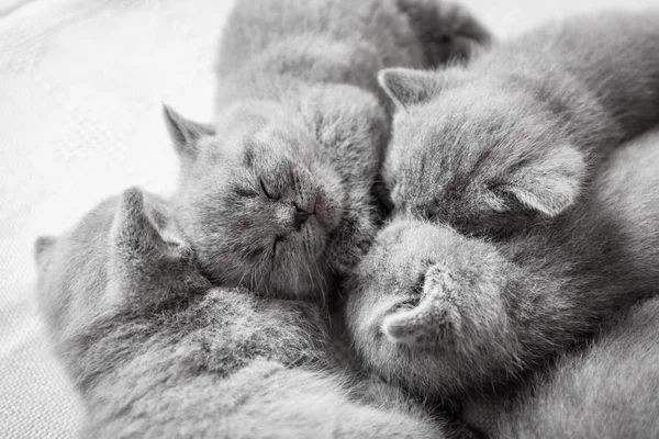 Shluk spící kočky. — Stock fotografie