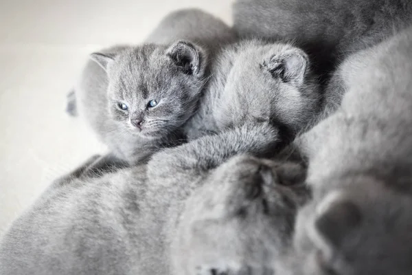 Grupo de gatos poedeiras — Fotografia de Stock