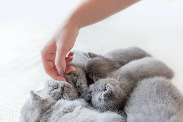 Ženská ruka hladila shluk koček. — Stock fotografie