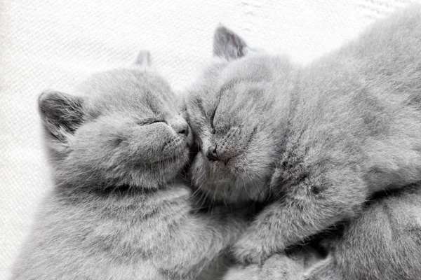 Two sleeping cats snuggling. — Stock Photo, Image