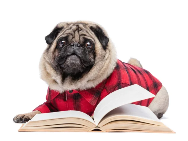 Pequeno cachorro cão na camisa verificada — Fotografia de Stock