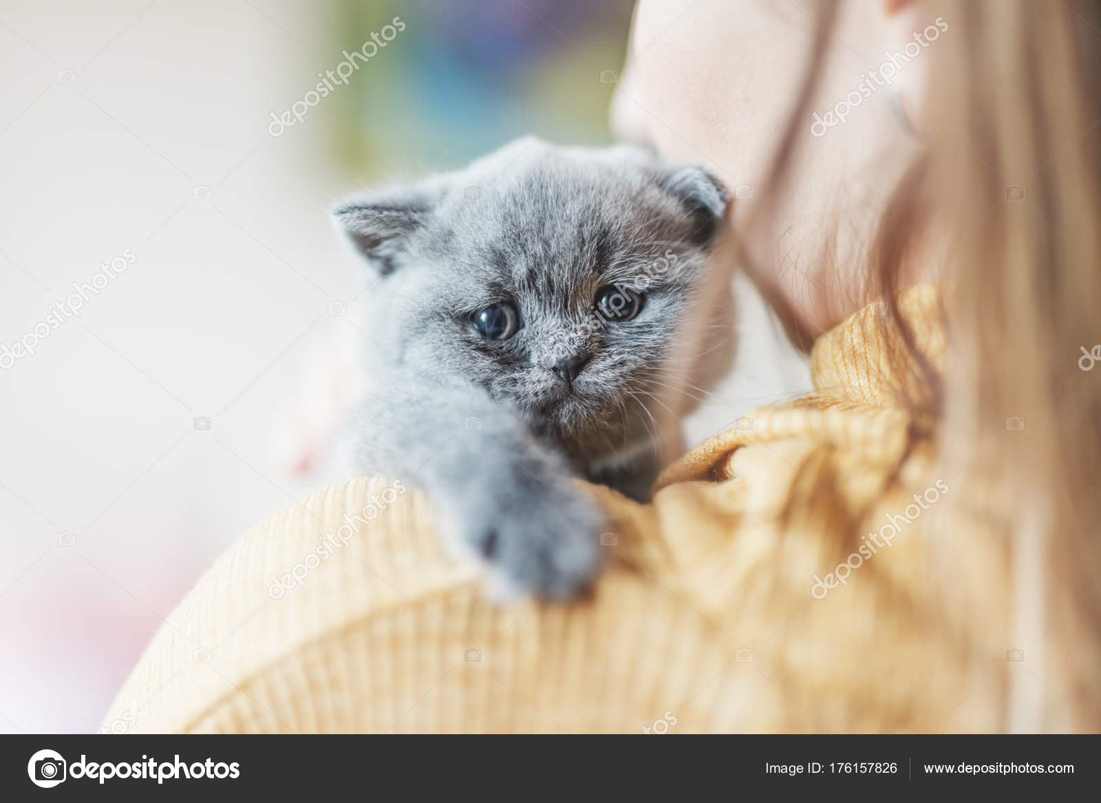 little grey cat