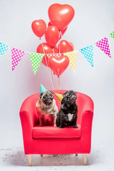 两个小哈巴狗 一个黑色 另一个米色 戴着生日帽 坐在红色的椅子上 红色的心形气球和五颜六色的花环上面 — 图库照片