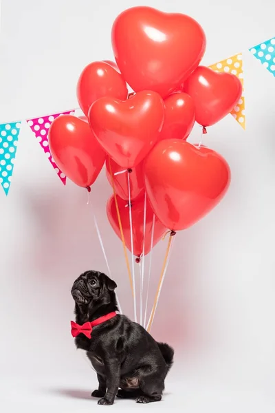 Cão pug perto de balões em forma de coração — Fotografia de Stock