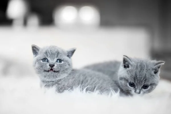Dois Gatos Minúsculos Deitados Lado Outro Cobertor Macio Branco Pouco — Fotografia de Stock