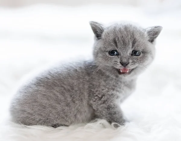 素敵な子猫に座ってと鳴きます 腹が立つと守備 ブリティッシュショートヘアの猫 — ストック写真