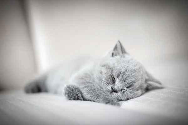 Lazy Fluffy Kitten Laying His Eyes Close Sleeping British Shorthair — Stock Photo, Image