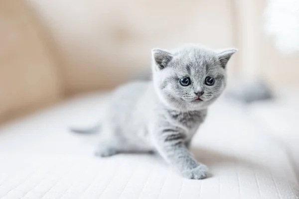 Lilla Grå Kattunge Kliva Försiktigt Baby Cat Möte Nya Världen — Stockfoto