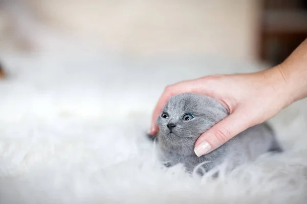 Mão feminina acariciando gatinho cinza — Fotografia de Stock