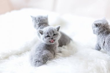 Little grey kitten turning his head around and meowing and showing his teeth. Two little cats in the background. Angry expression. clipart