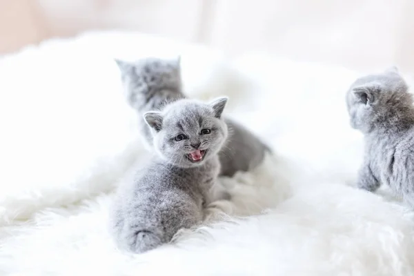 Pequeño Gatito Gris Girando Cabeza Maullando Mostrando Sus Dientes Dos —  Fotos de Stock