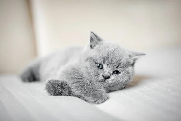 Серый котенок лежит на одеяле — стоковое фото