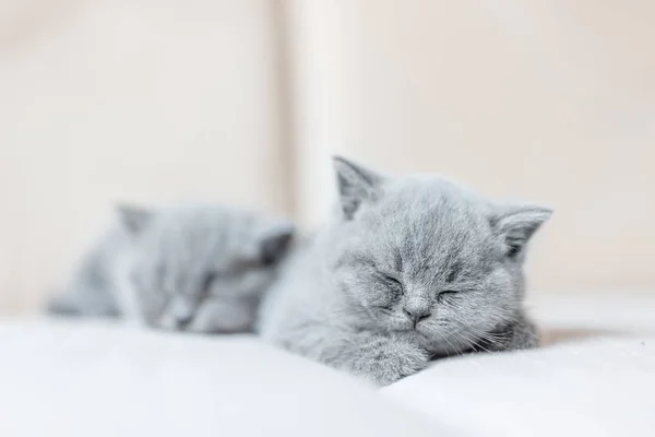 Симпатичные крошечные спящие кошки — стоковое фото