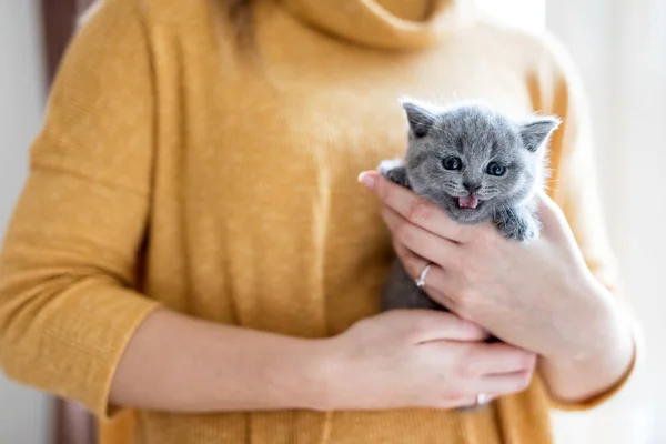 여 자가 들고 회색 영국 고양이 — 스톡 사진