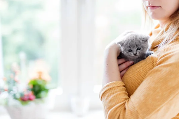 Mulher segurando cinza britânico gato — Fotografia de Stock