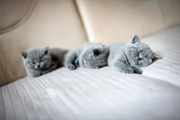 Chaton mignon couché sur le canapé — Photo