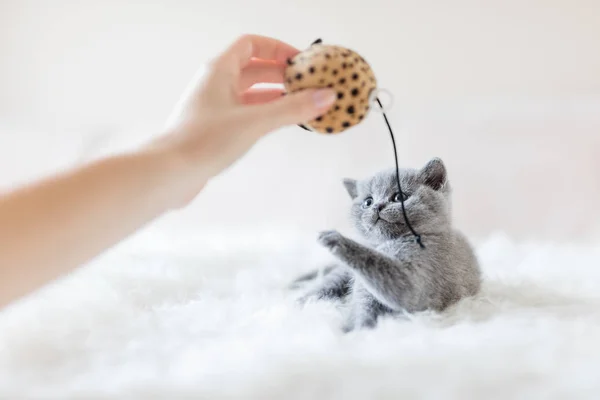 Kucing menggigit Stok Foto, Kucing menggigit Gambar Bebas Royalti