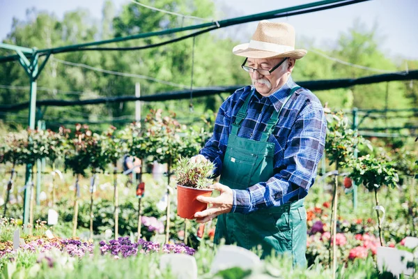 シニア庭師は園芸用品センターで鉢植えの植物を選択します ジョブ コンセプト — ストック写真