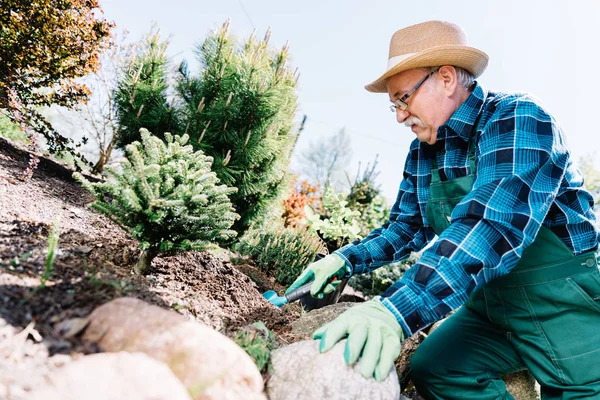 Senior Man Aanplant Van Planten Een Tuin Hobby Tuinieren Recreatieactiviteiten — Stockfoto