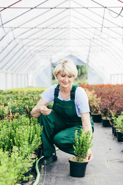 Wanita Mengurus Tanaman Hijau Rumah Kaca Pekerjaan Tukang Kebun — Stok Foto