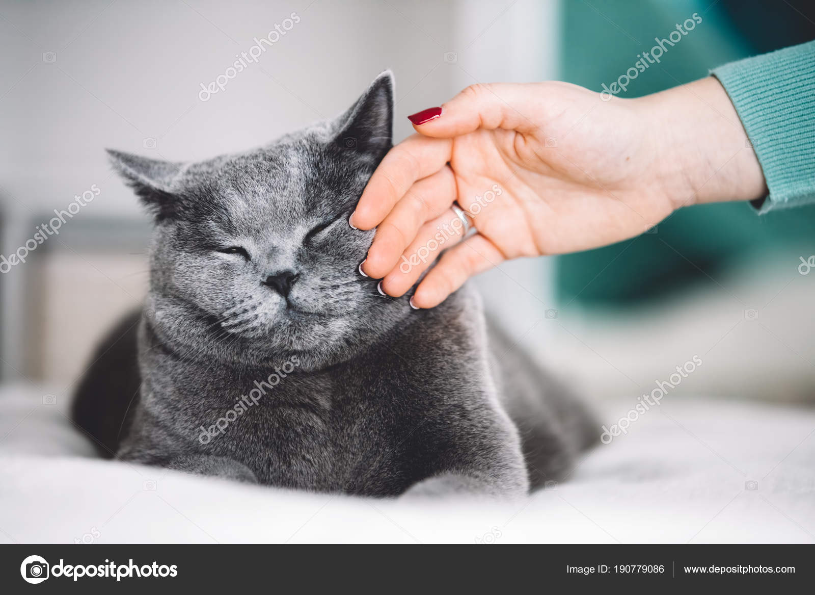 Кошка на природе. Кошачий язык как понять кошку. Как понять что говорит собака. Кошачий язык жестов. Как изучить кошачий язык.