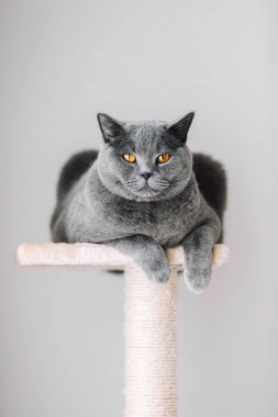 Majestic grey cat laying on top of scratcher. clipart