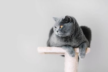 Grey furry cat laying on top of scratcher, looking aside. clipart