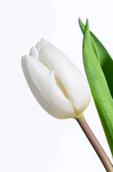 Enkele Witte Tulip Geïsoleerd Witte Achtergrond — Stockfoto