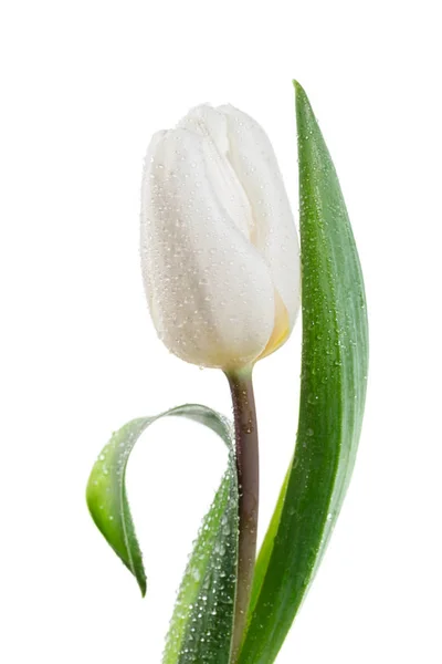 Unique Tulipe Blanche Isolée Sur Fond Blanc — Photo