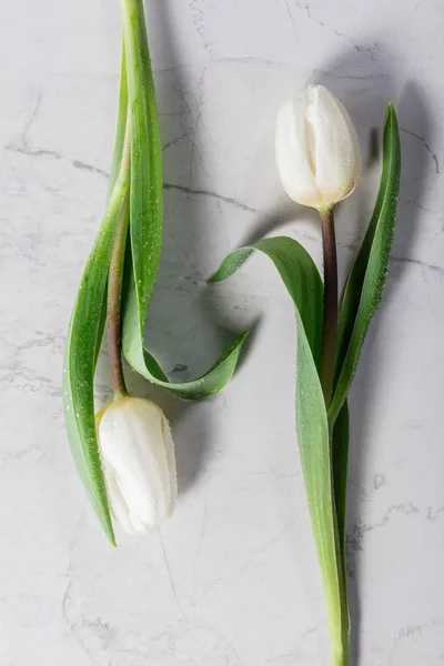 Dos Tulipanes Blancos Sobre Fondo Mármol —  Fotos de Stock