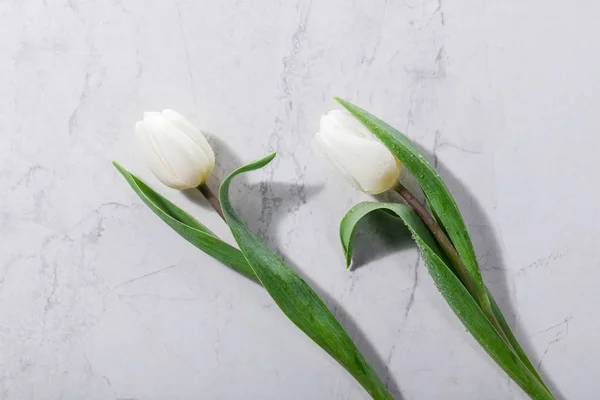 Zwei Weiße Tulpen Auf Marmorhintergrund — Stockfoto