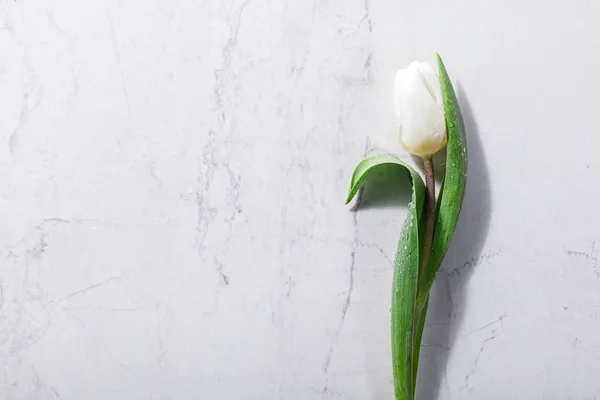 Mokré Bílé Tulipán Mramorové Pozadí — Stock fotografie