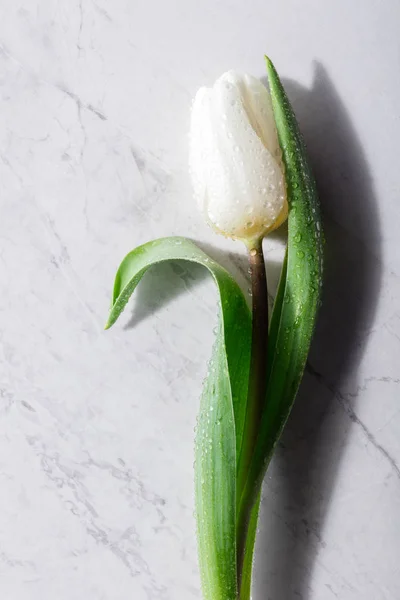 Мокрий Білий Тюльпан Мармуровому Фоні — стокове фото
