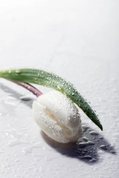 Wet white tulip on marble background.