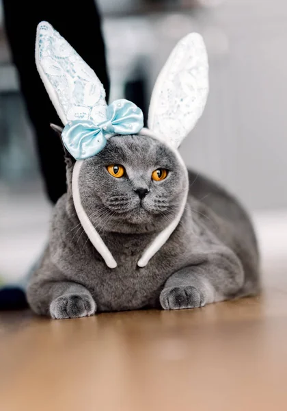 Grey Cat Cute Bunny Headband Laying Floor — Stock Photo, Image