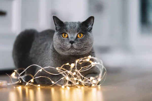 Cinza Britânico Shorthair Gato Brincando Com Uma Série Luzes Chão — Fotografia de Stock