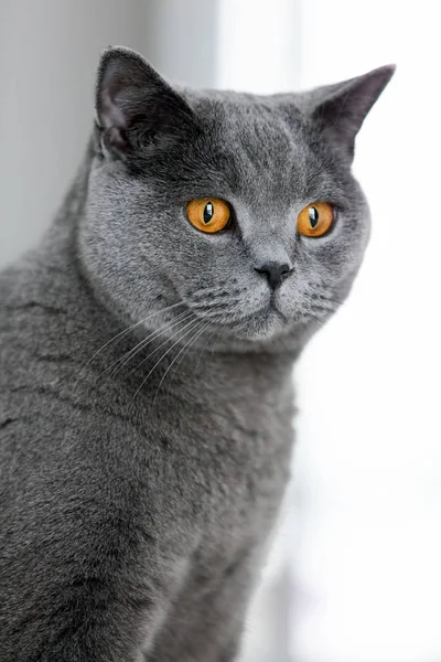 Szary Kot Brytyjski Stenografia Wpatrując Się Przestrzeń — Zdjęcie stockowe