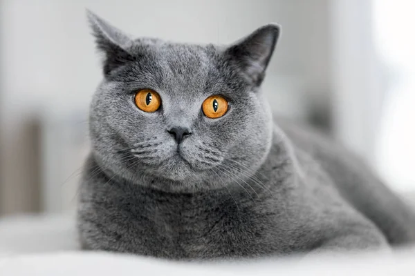 Британська Короткошерста Сірий Кіт Лежачи Дивані — стокове фото