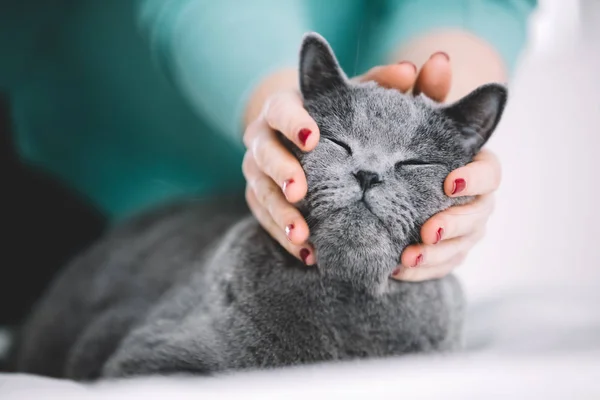 Mulher Segurando Cabeça Gato Acariciando — Fotografia de Stock