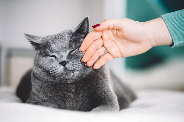 Gato Cinzento Com Olhos Fechados Acariciado Pela Mão Feminina — Fotografia de Stock