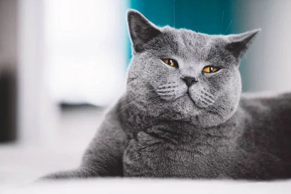 Cinza Britânico Gato Shorthair Deitado Cama Fazendo Cara Engraçada — Fotografia de Stock