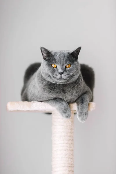 Majestic Grey Cat Laying Top Scratcher — Stock Photo, Image