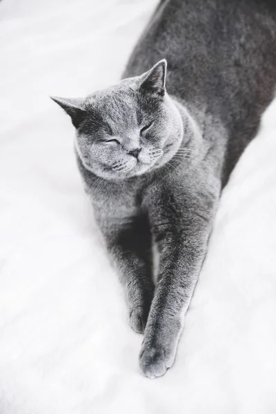Серая Британская Короткошерстная Кошка Лежит Белых Кроватях — стоковое фото