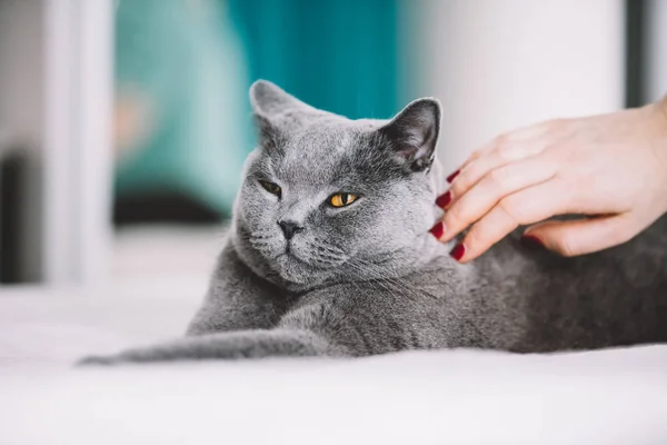 Γυναικείο Χέρι Χάιδεμα Γκρι Οικόσιτης Γάτας — Φωτογραφία Αρχείου