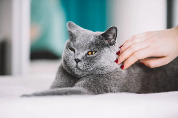 Hembra Mano Acariciar Gris Doméstico Gato —  Fotos de Stock