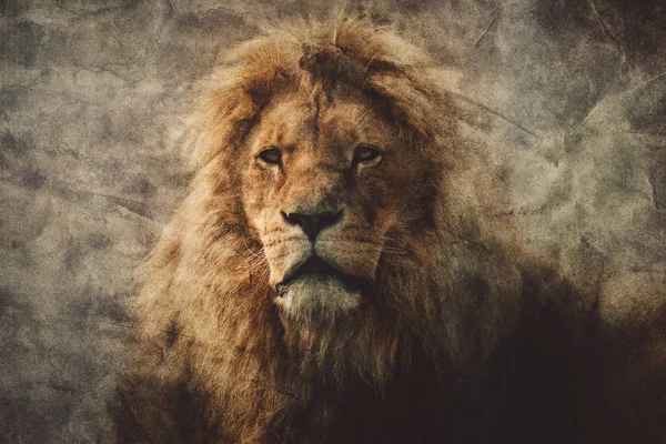 Majestic Lion Vintage Styled Portrait Royalty Free Stock Images