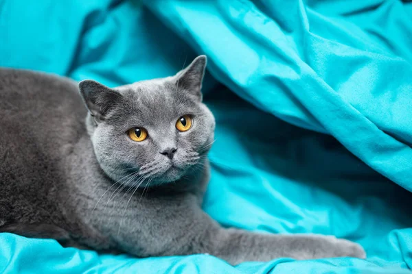 Gato Britânico Relaxante Lençol Azul Britânico Raça Shorthair — Fotografia de Stock