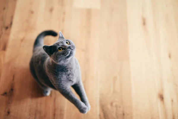 可爱的英国猫在地板上玩耍和玩乐 准备跳伞和打猎 英国速递品种 — 图库照片